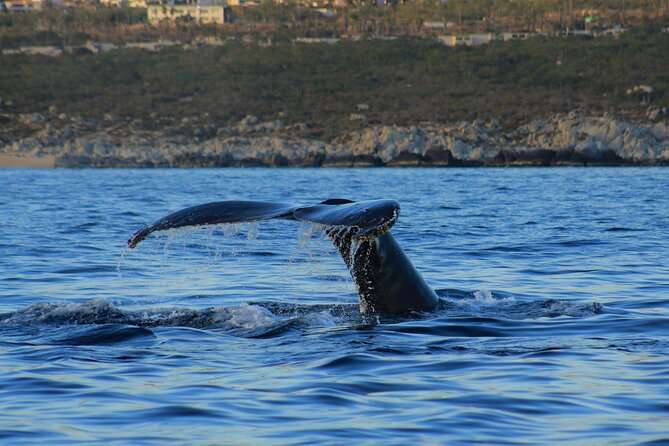 Private Whale Watching in San Jose Del Cabo snack,drinks,Warranty - Snacks and Drinks Keep the Morning Easy