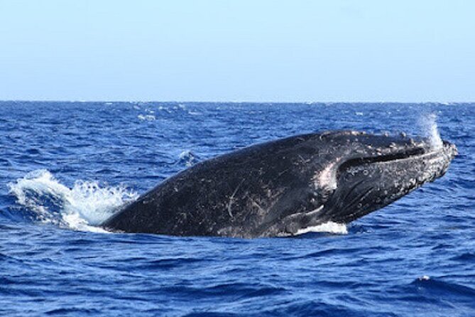 Private Whale Watching in San Jose Del Cabo snack,drinks,Warranty - Who Will Enjoy This Most