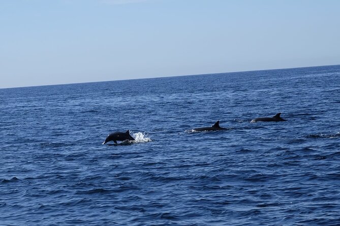 Private Whale Watching in San Jose Del Cabo snack,drinks,Warranty - Booking, Weather, and Cancellation Details