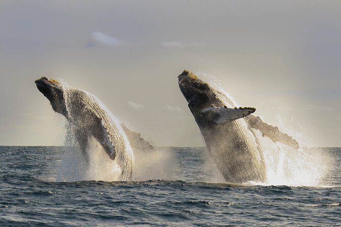 Private Whale Watching in San José del Cabo - Humpback whales and the hydrophone moment