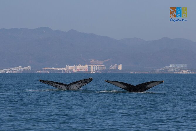 Private Whale watching Puerto Vallarta - Searching Banderas Bay for whales