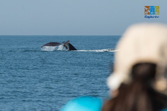 Private Whale watching Puerto Vallarta - A private boat can change the value calculation