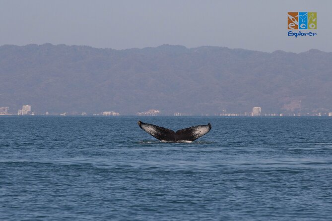 Private Whale watching Puerto Vallarta - Meeting at Marina Vallarta at 11:30 am
