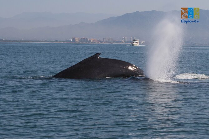 Private Whale watching Puerto Vallarta - What the guides add to the experience