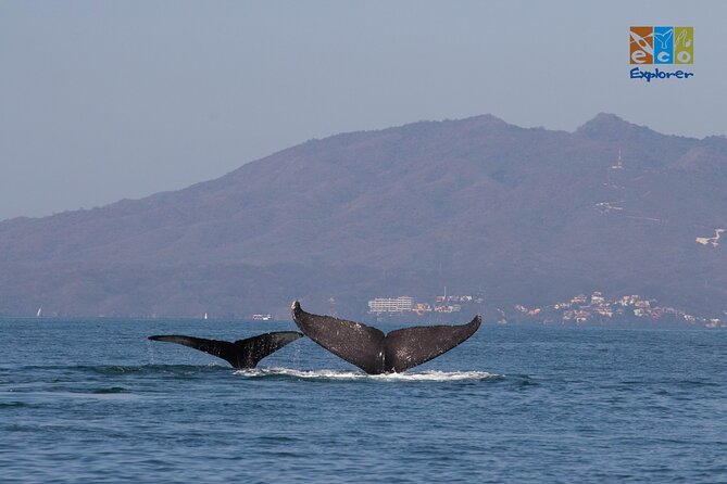 Private Whale watching Puerto Vallarta - Snacks, safety, and what you should expect