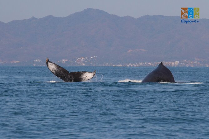 Private Whale watching Puerto Vallarta - Who will enjoy this most