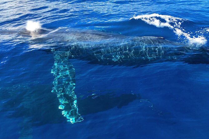 Private Whale Watching Safari from North Shore Oahu - Reading the water near Waimea Bay