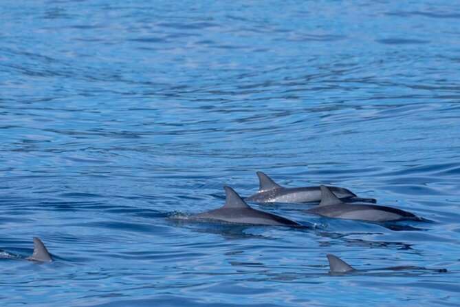 Private Whale Watching Safari from North Shore Oahu - A sunset departure adds a second show