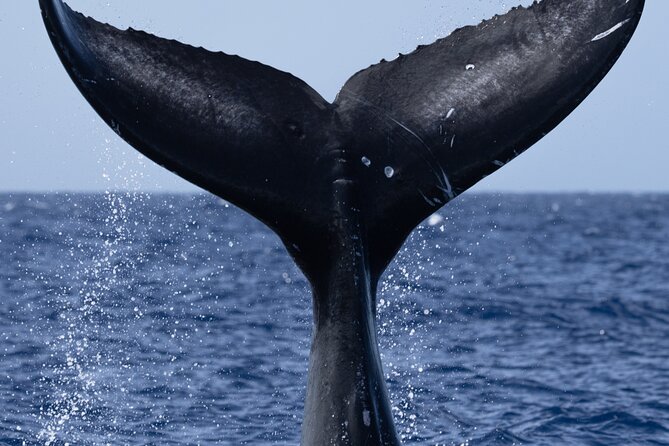 Private Whale Watching Safari from North Shore Oahu - Timing, meeting point, and weather planning