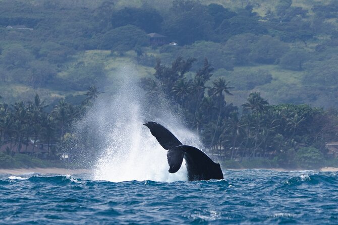 Private Whale Watching Safari from North Shore Oahu - Who should book this North Shore boat trip
