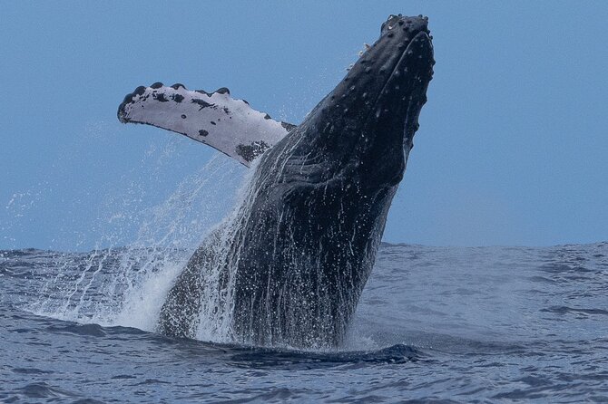 Private Whale Watching Safari from North Shore Oahu - Seeing Banzai Pipeline from the sea