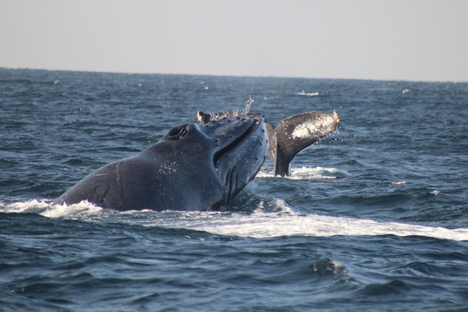 Private Whale Watching Tour in Puerto Vallarta - Key points for choosing this whale trip