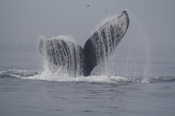 Private Whale Watching Tour in Puerto Vallarta - A private morning on Banderas Bay