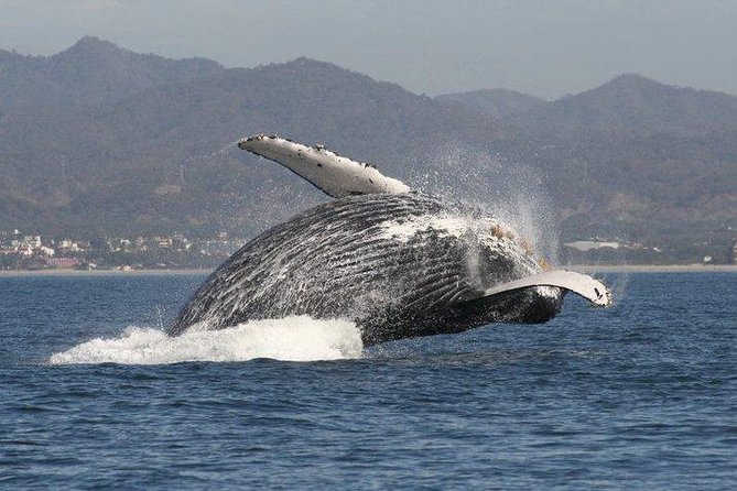 Private Whale Watching Tour in Puerto Vallarta - Lunch with a 360-degree view