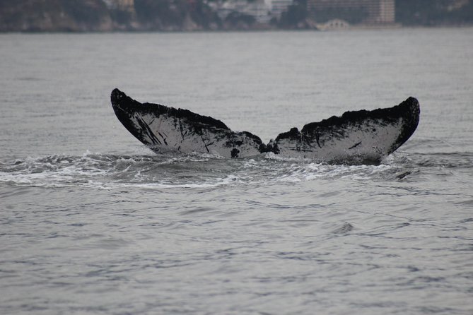 Private Whale Watching Tour in Puerto Vallarta - Why the private format matters