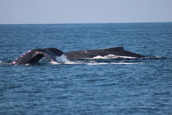 Private Whale Watching Tour in Puerto Vallarta - A practical choice for older family members