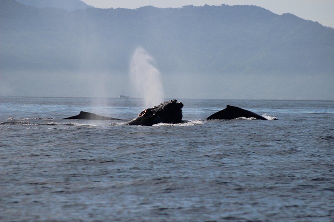 Private Whale Watching Tour in Puerto Vallarta - What the price includes, and what it does not