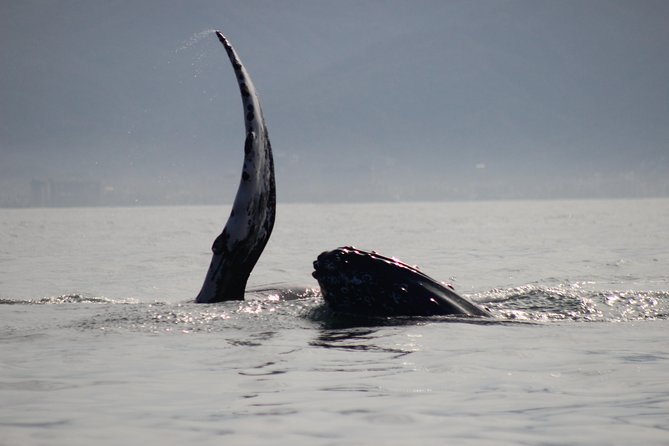 Private Whale Watching Tour in Puerto Vallarta - Finding humpbacks without chasing them
