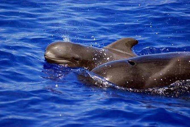 Private Yacht Tour With Whale and Dolphin Watching 33 Foot Boat - The captain and the human side of the trip