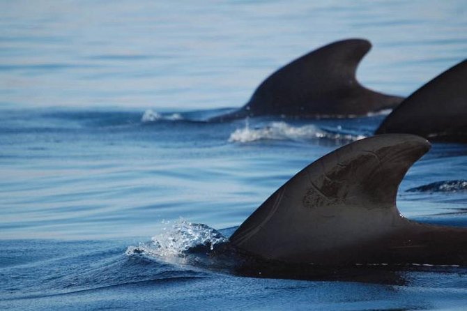 Private Yacht Tour With Whale and Dolphin Watching 33 Foot Boat - What the $594.75 price really covers