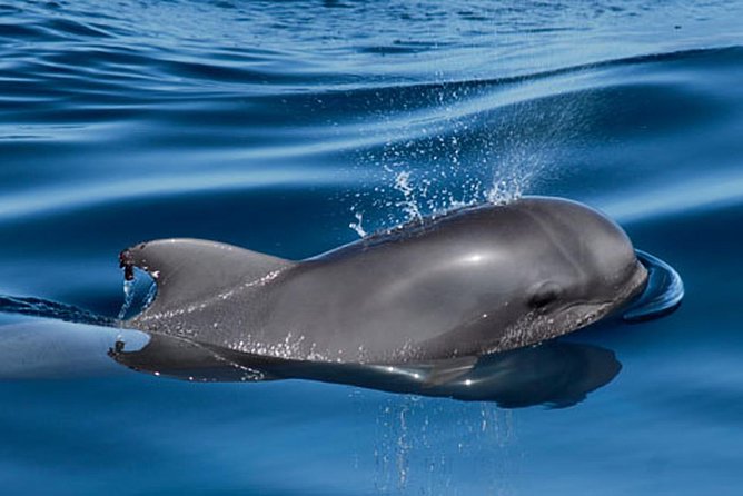 Private Yacht Tour With Whale and Dolphin Watching 33 Foot Boat - Searching for pilot whales and dolphins