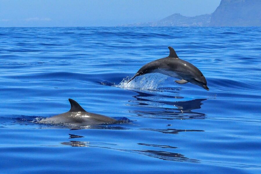 Puerto Colon: Dolphin and Whale Watching Speedboat Cruise - Who will enjoy this tour most