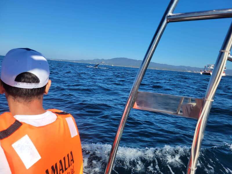 Puerto Vallarta: 3-Hour Whale Watching and Snorkeling - Whale watching in Banderas Bay