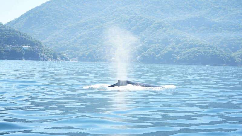 Puerto Vallarta: 3-Hour Whale Watching and Snorkeling - What the three-hour plan really means