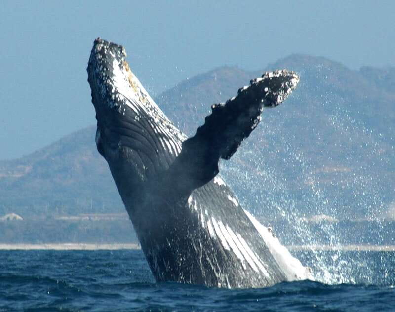 Puerto Vallarta: Humpback Whale Research Adventure Tour - Key points to know before booking