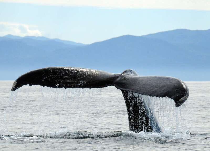 Puerto Vallarta: Humpback Whale Research Adventure Tour - Why this Puerto Vallarta whale tour feels different