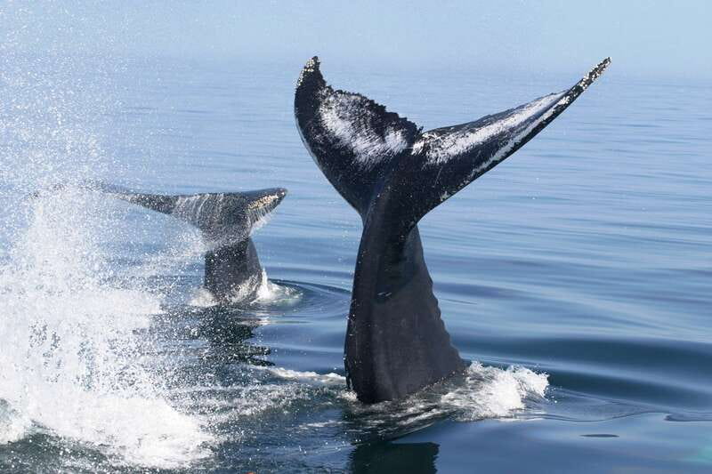 Puerto Vallarta: Humpback Whale Research Adventure Tour - Listening through the hydrophone