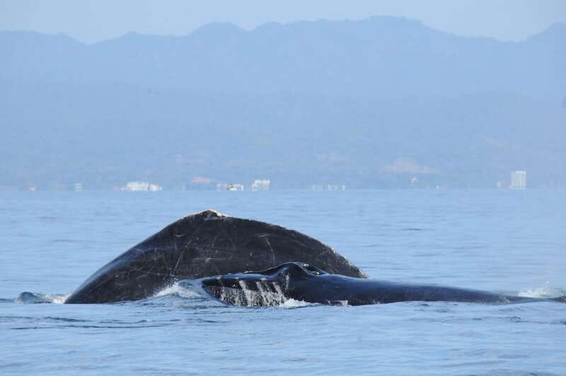 Puerto Vallarta: Humpback Whale Research Adventure Tour - Watching mothers, calves, and larger groups