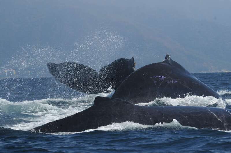 Puerto Vallarta: Humpback Whale Research Adventure Tour - Is $134 a fair price?