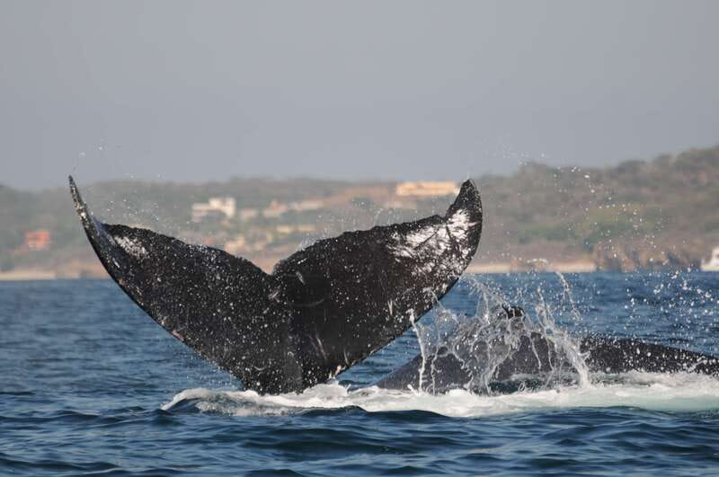 Puerto Vallarta: Humpback Whale Research Adventure Tour - Who should book this experience?