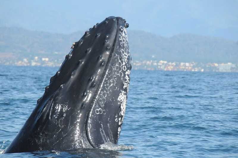 Puerto Vallarta: Humpback Whale Research Adventure Tour - Timing, language, and cancellation