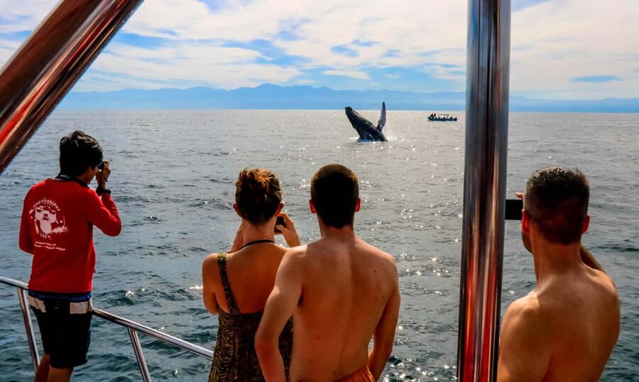Puerto Vallarta: Mega Yacht Whale Watching Sunset Cruise - Why the whale-and-sunset combination works