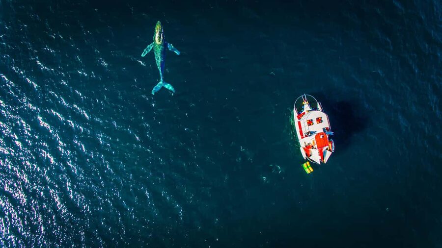 Puerto Vallarta: Mega Yacht Whale Watching Sunset Cruise - Food and drinks during the three hours