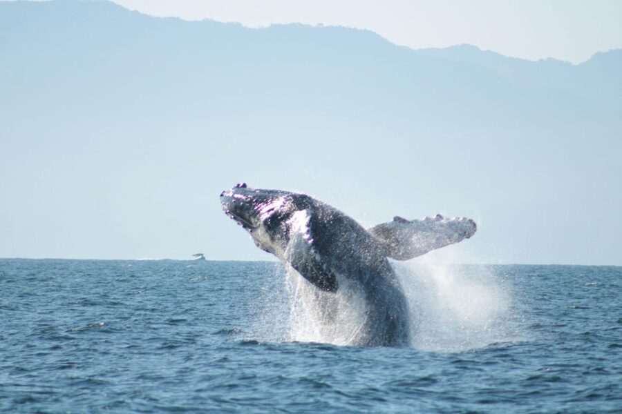 Puerto Vallarta: Mega Yacht Whale Watching Sunset Cruise - What the $87 price really covers
