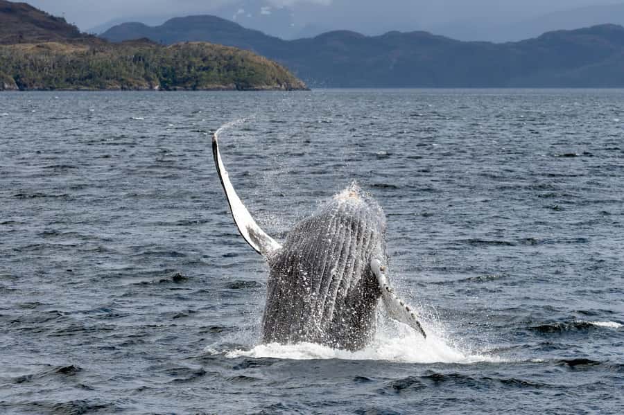 Punta Arenas: Full-Day Whales, Penguins, and Glaciers Tour - Why this Punta Arenas cruise is so special