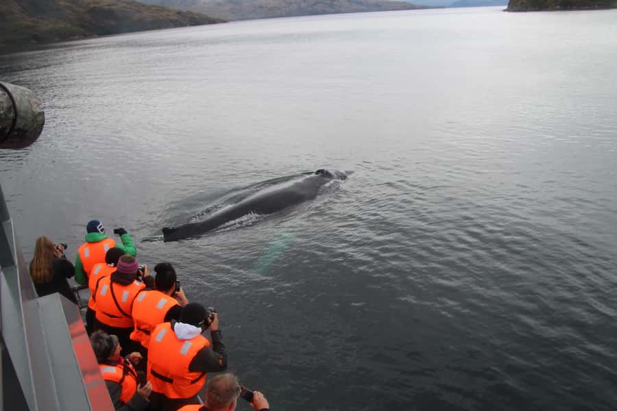 Punta Arenas: Full-Day Whales, Penguins, and Glaciers Tour - What the 14-hour schedule really feels like