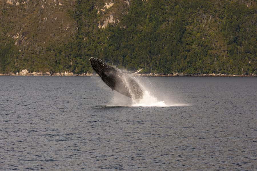 Punta Arenas: Full-Day Whales, Penguins, and Glaciers Tour - Food, hot drinks, and what to pack