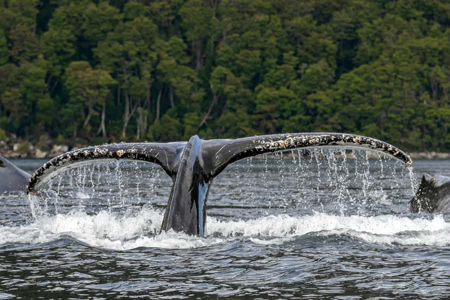 Punta Arenas: Full-Day Whales, Penguins, and Glaciers Tour - The pre-dawn start from Punta Arenas