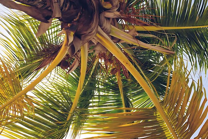 Punta Cana Whale Watching and Bacardi Island Day Trip - Choose Playa Rincón for a gentler final stop