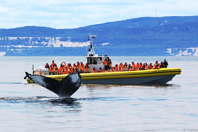 Québec City: Whale Watching Tour with Bus Transportation - Key points to know before you book