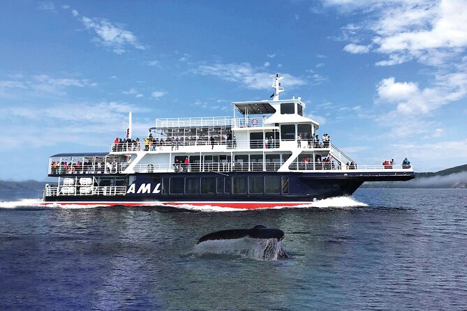 Québec City: Whale Watching Tour with Bus Transportation - Who should book this Québec City whale tour?