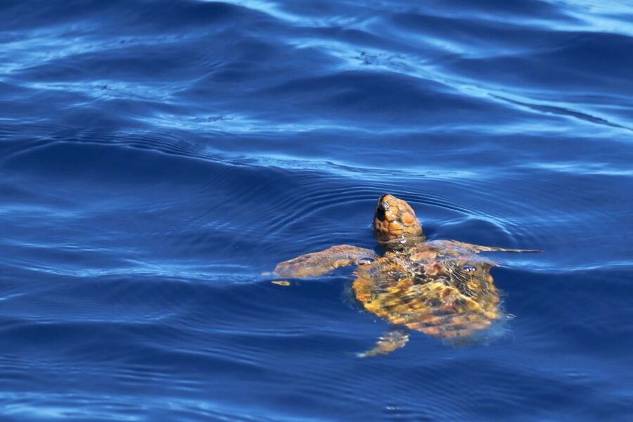 Rabo de Peixe: Sperm Whale Sanctuary Expedition - Should You Book the Rabo de Peixe Expedition?