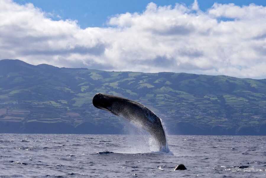 Rabo de Peixe: Sperm Whale Sanctuary Expedition - Starting at Clube Naval Rabo de Peixe