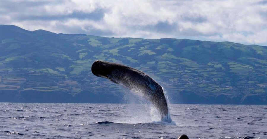Rabo de Peixe: Sperm Whale Sanctuary Expedition - Searching the Deeper Atlantic for Sperm Whales
