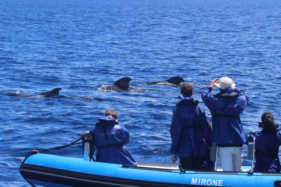 Rabo de Peixe: Sperm Whale Sanctuary Expedition - The Marine Biologists Add Real Value