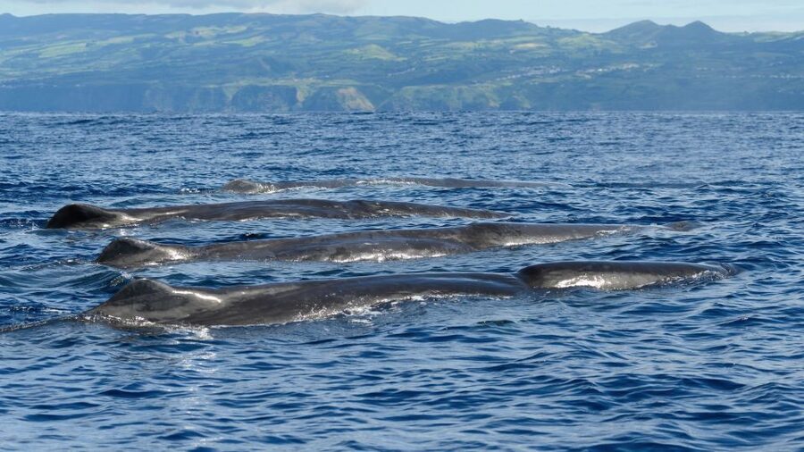 Rabo de Peixe: Sperm Whale Sanctuary Expedition - What the $82 Price Gets You